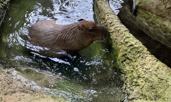 動物に会いに