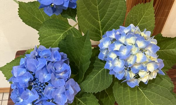 紫陽花（アジサイ）が咲きました！