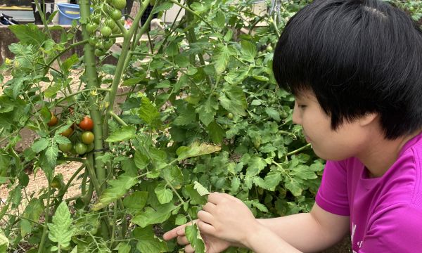 畑にトマトができました🍅