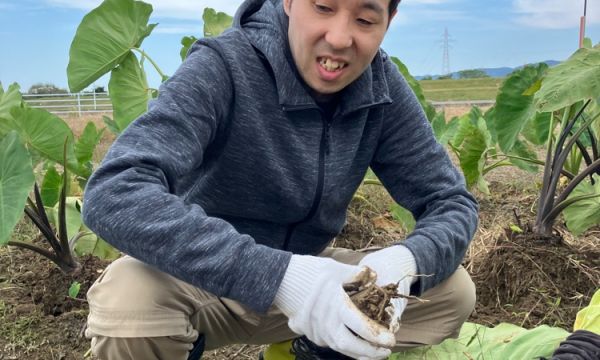 里芋上手に掘れたかな？