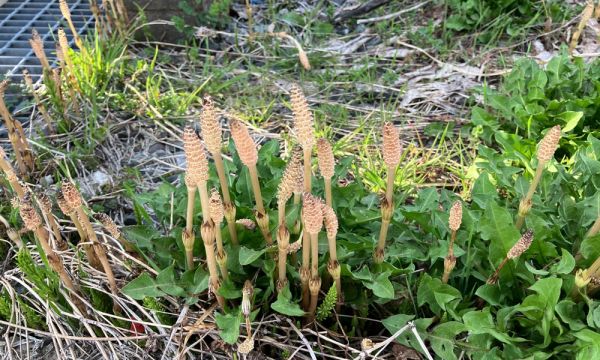 つくしが出たよ😊