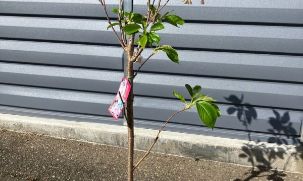 季節を感じるイベント　～4月～