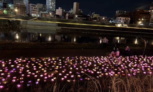 桜のライトアップ🌸