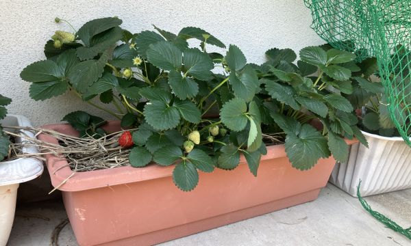 苺がなりました🍓