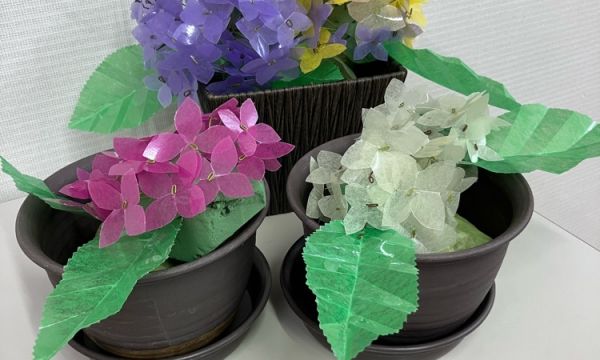 カラフルに紫陽花が咲きました！