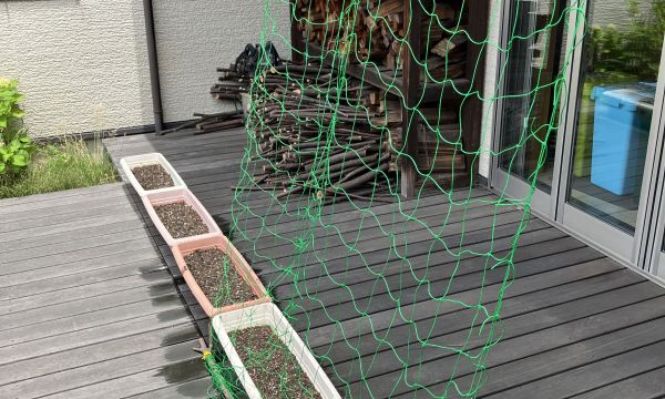 パステル　ゴーヤを植えました