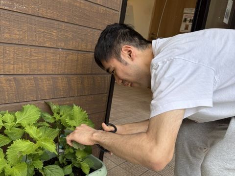 大葉が収穫出来ました！！