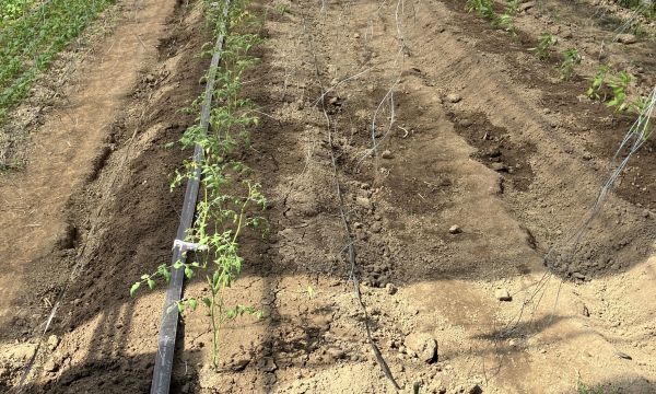 野菜が足りなくて困っています