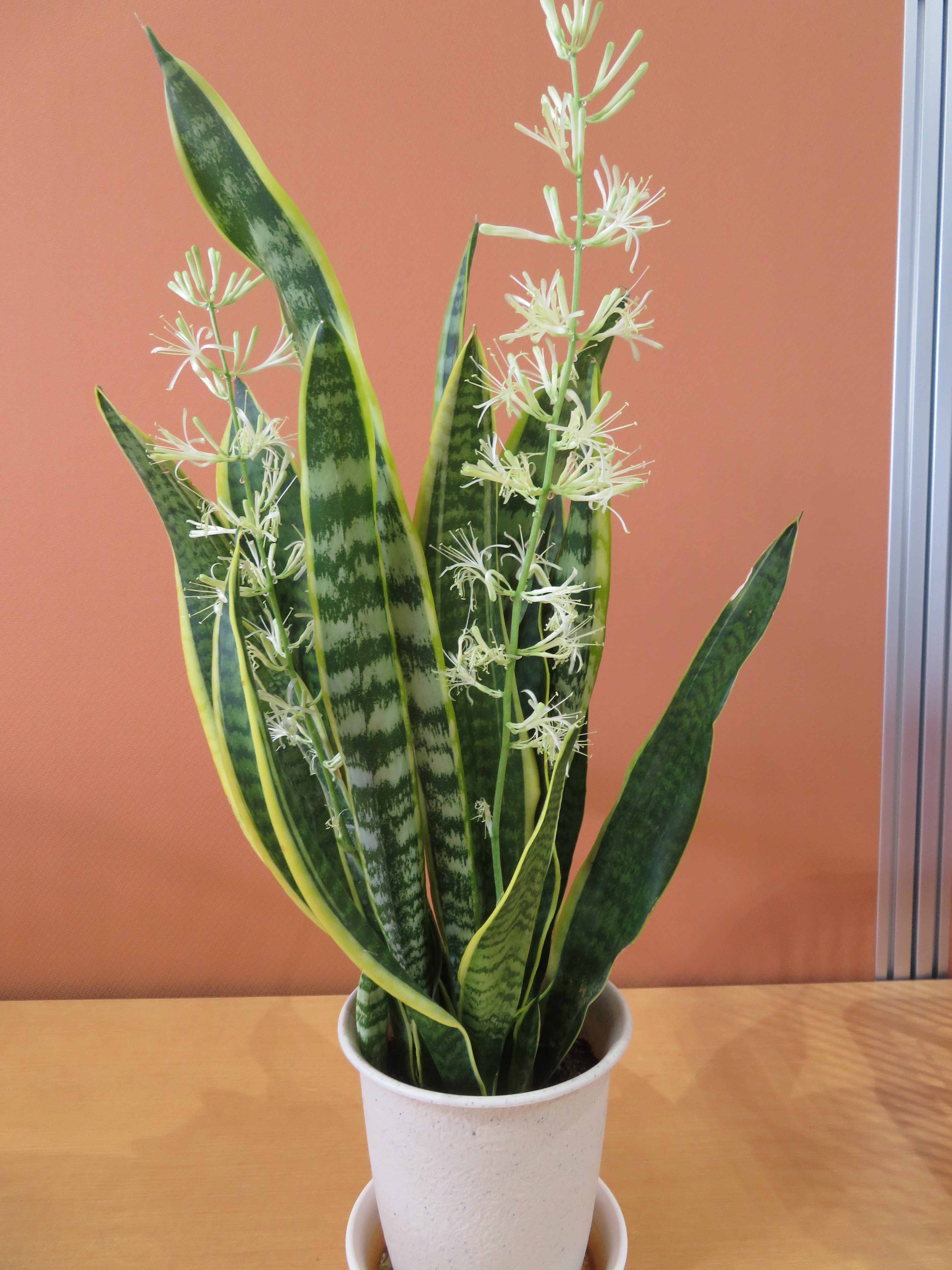 足羽福祉会施設だより 社会福祉法人 足羽福祉会