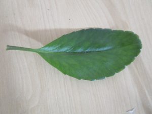 足羽福祉会施設だより 社会福祉法人 足羽福祉会