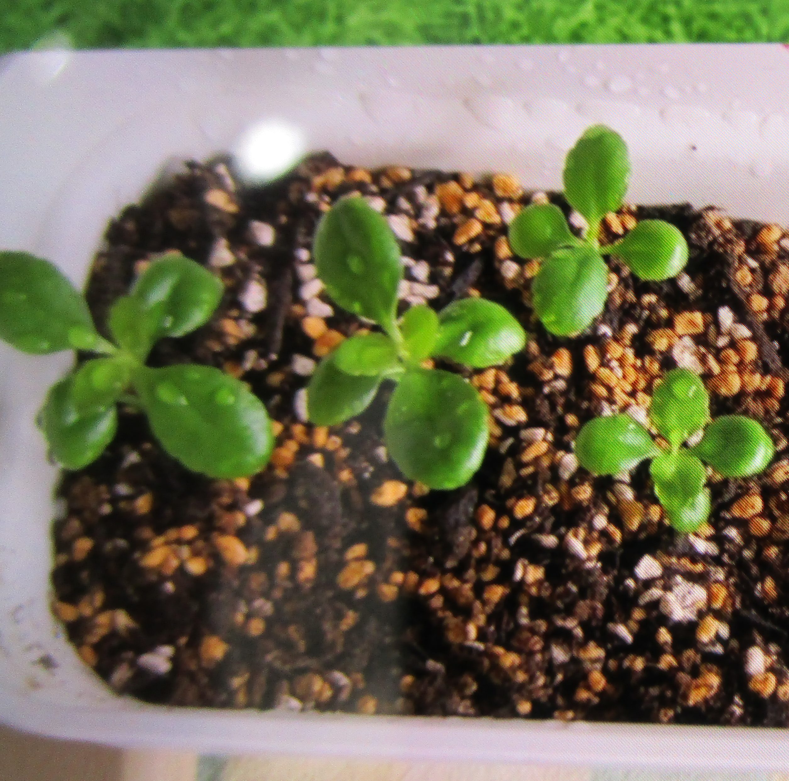 足羽福祉会施設だより 社会福祉法人 足羽福祉会