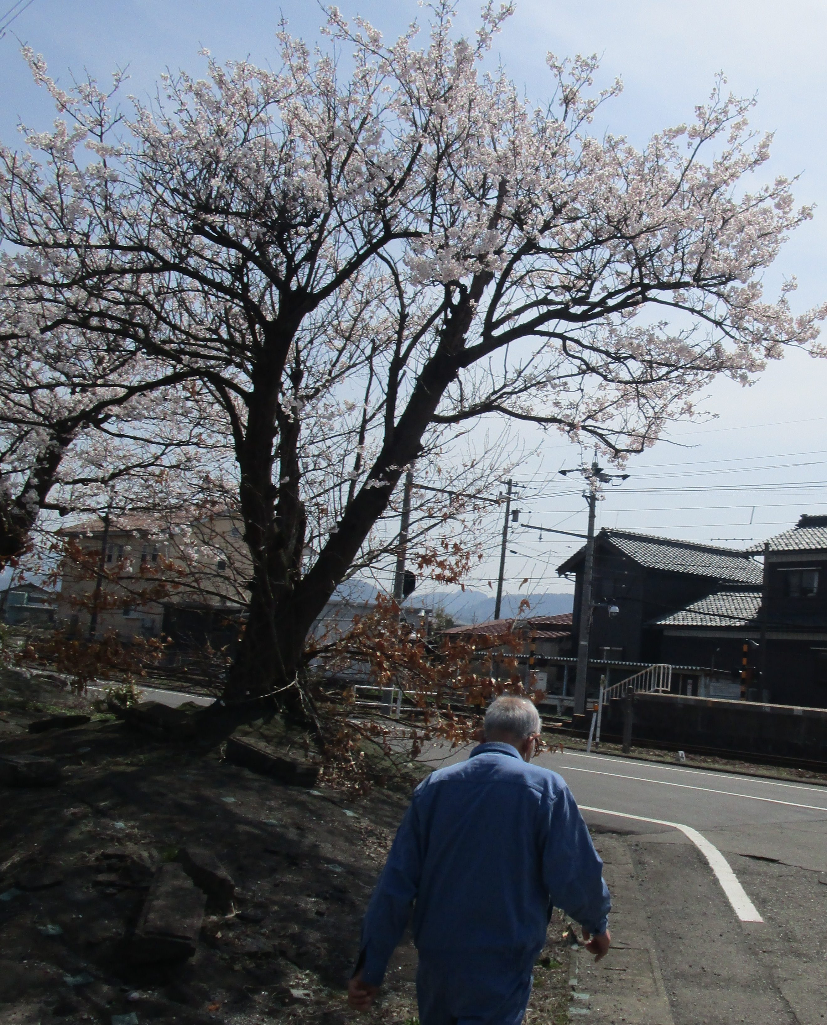 さくら さくら 今 咲き誇る カラフル 足羽福祉会施設だより