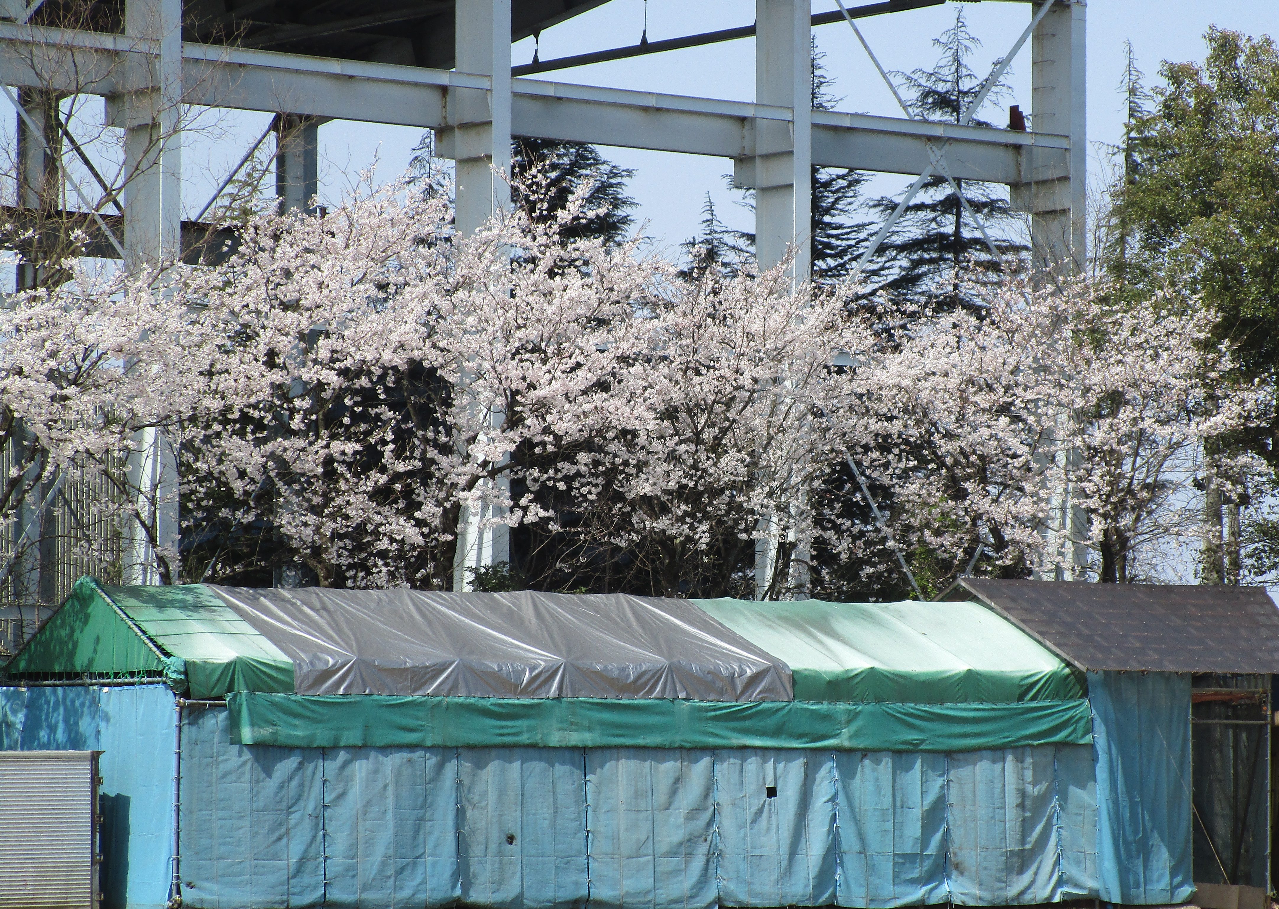 さくら さくら 今 咲き誇る カラフル 足羽福祉会施設だより