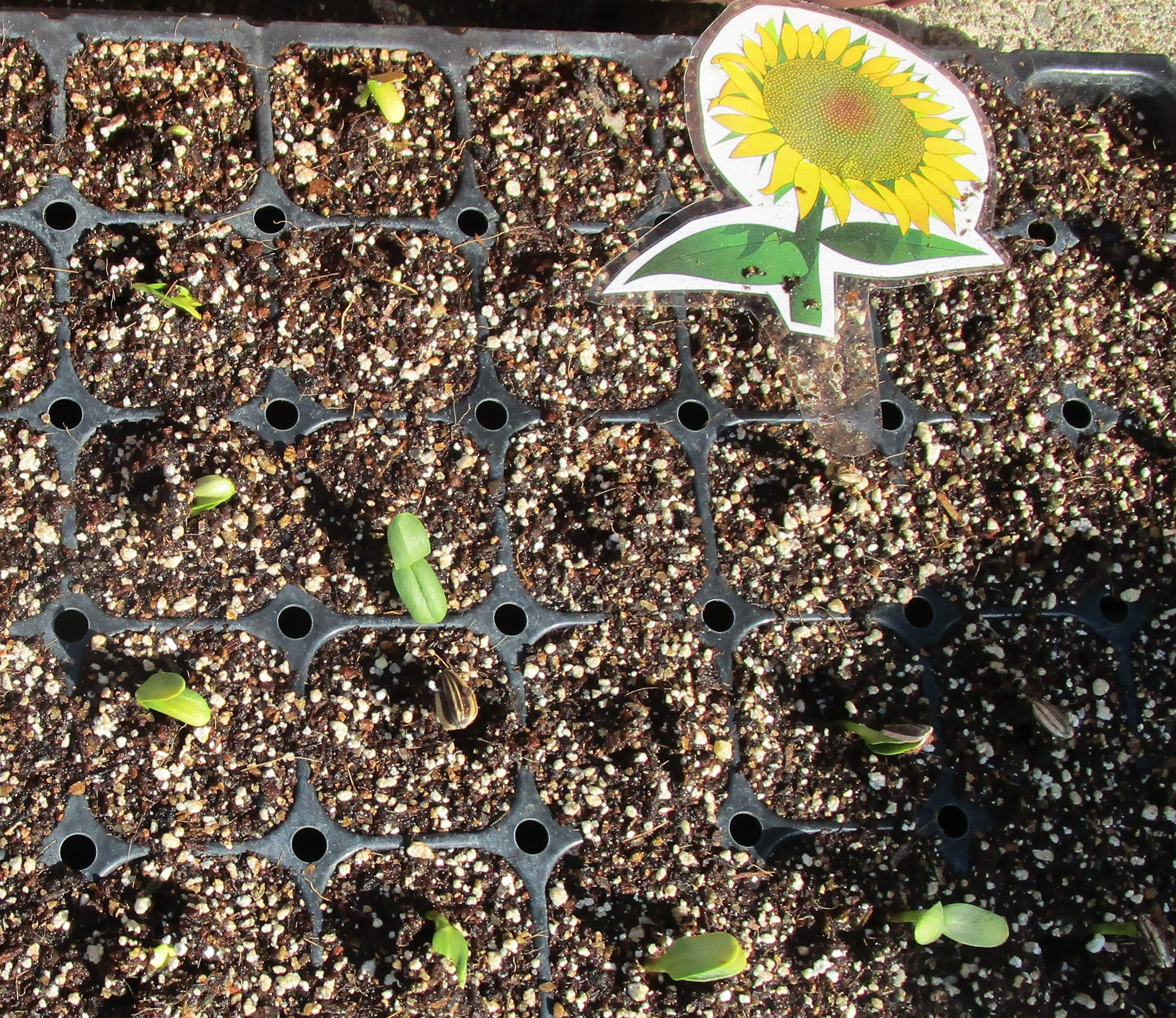 芽がでました ふっくりんバンク カラフル 足羽福祉会施設だより