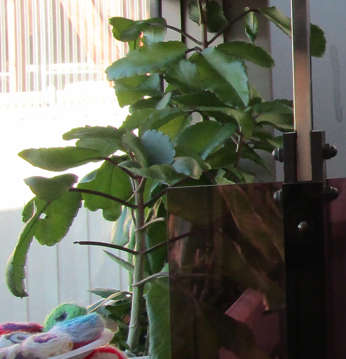 葉っぱ一枚あればいい カラフル 足羽福祉会施設だより