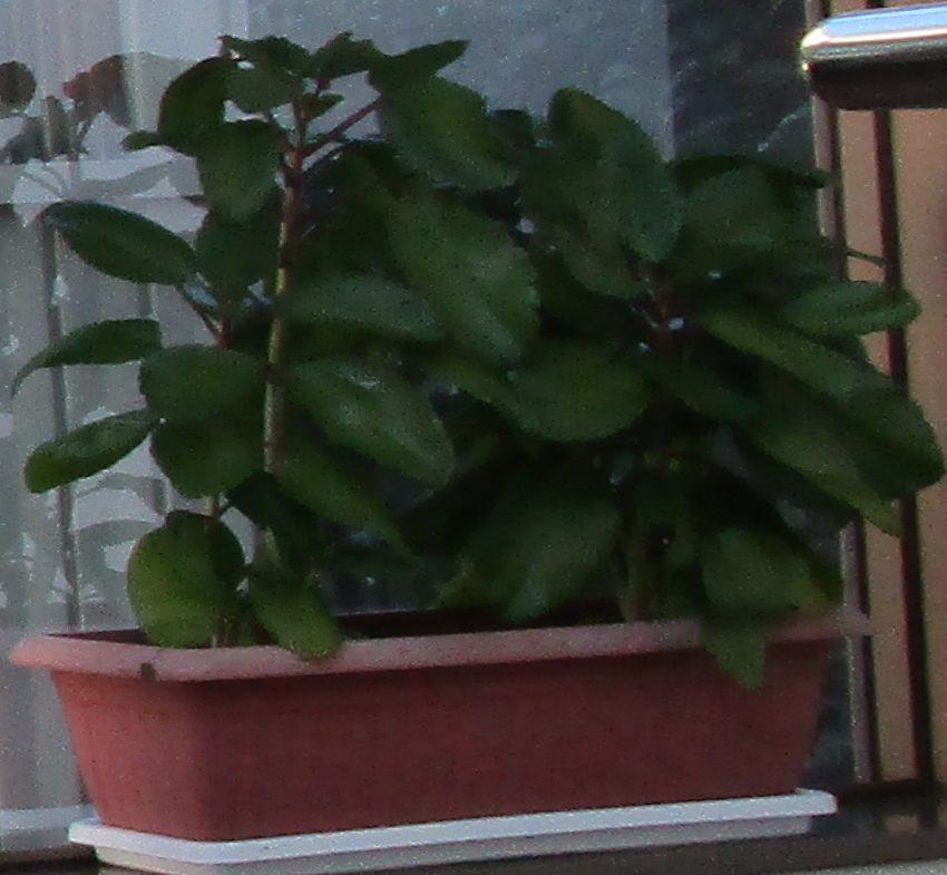 葉っぱ一枚あればいい カラフル 足羽福祉会施設だより